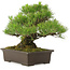 Pinus Thunbergii, 32 cm, ± 25 years old, in a pot with a small chip of the edge