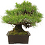 Pinus Thunbergii, 32 cm, ± 25 years old, in a pot with a small chip of the edge