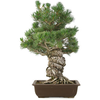 Pinus parviflora, 49 cm, ± 30 años