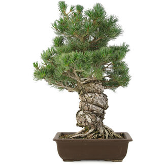 Pinus parviflora, 49 cm, ± 30 jaar oud