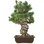 Pinus parviflora, 49 cm, ± 30 jaar oud