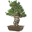 Pinus parviflora, 49 cm, ± 30 jaar oud