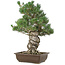 Pinus parviflora, 49 cm, ± 30 Jahre alt
