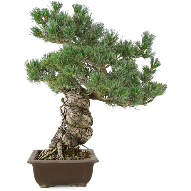Pinus parviflora, 49 cm, ± 30 jaar oud