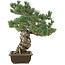 Pinus parviflora, 49 cm, ± 30 anni