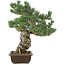 Pinus parviflora, 49 cm, ± 30 Jahre alt