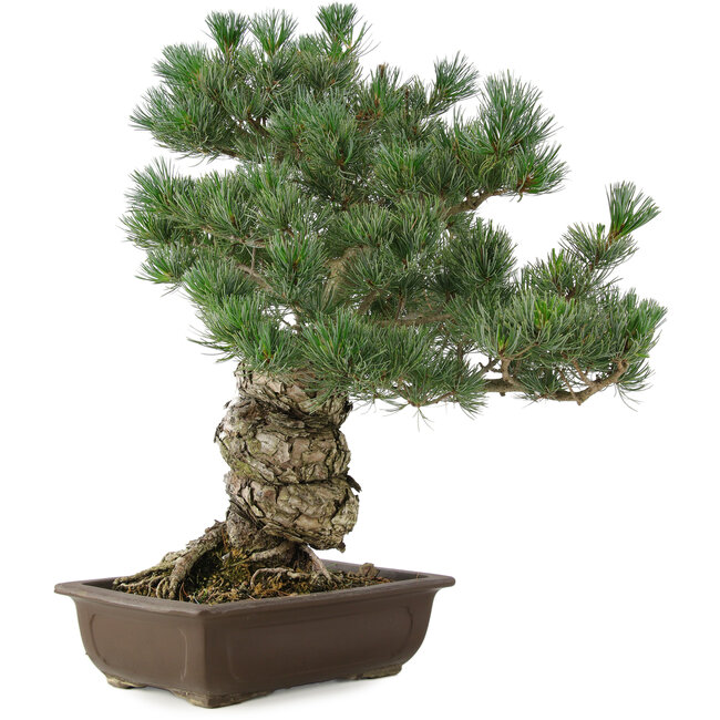 Pinus parviflora, 49 cm, ± 30 years old