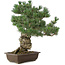 Pinus parviflora, 49 cm, ± 30 años