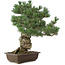 Pinus parviflora, 49 cm, ± 30 jaar oud