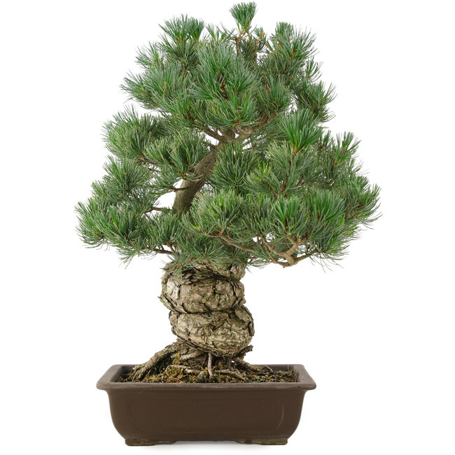 Pinus parviflora, 49 cm, ± 30 anni