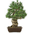 Pinus parviflora, 49 cm, ± 30 jaar oud