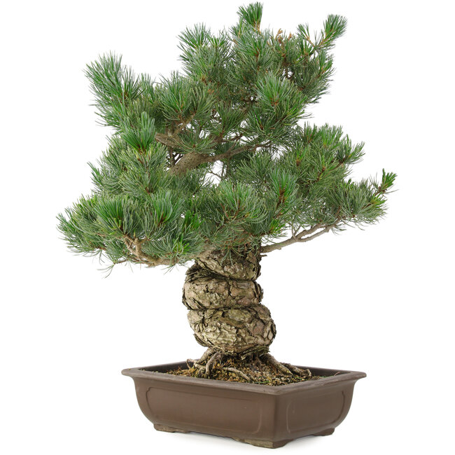Pinus parviflora, 49 cm, ± 30 years old