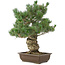 Pinus parviflora, 49 cm, ± 30 ans