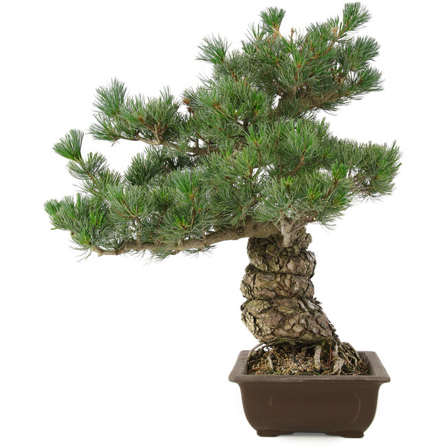 Pinus parviflora, 49 cm, ± 30 años
