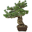 Pinus parviflora, 49 cm, ± 30 ans