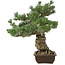 Pinus parviflora, 49 cm, ± 30 jaar oud