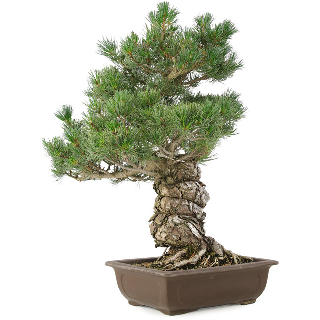 Pinus parviflora, 49 cm, ± 30 jaar oud