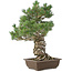 Pinus parviflora, 49 cm, ± 30 anni