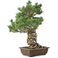 Pinus parviflora, 49 cm, ± 30 ans