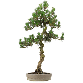 Pinus Thunbergii Kotobuki, 80 cm, ± 25 anni