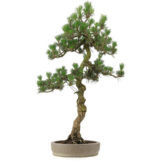 Pinus Thunbergii Kotobuki, 80 cm, ± 25 ans