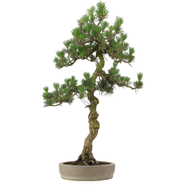 Pinus Thunbergii Kotobuki, 80 cm, ± 25 Jahre alt