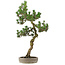 Pinus Thunbergii Kotobuki, 80 cm, ± 25 ans