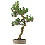Pinus Thunbergii Kotobuki, 80 cm, ± 25 years old