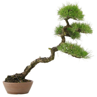 Pinus Thunbergii, 60 cm, ± 30 anni