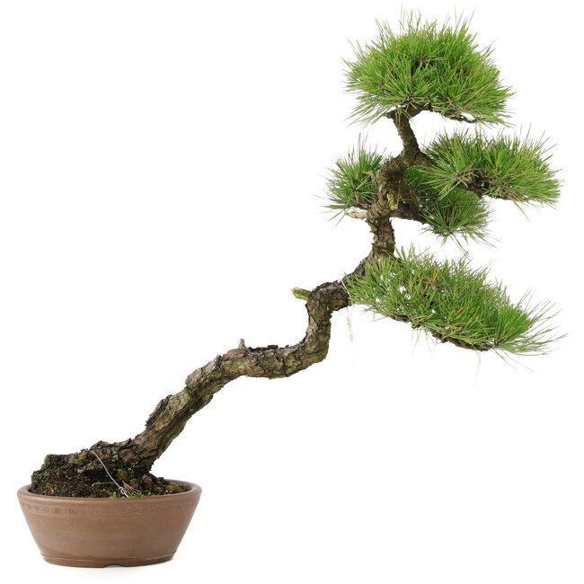 Pinus Thunbergii, 60 cm, ± 30 jaar oud