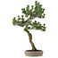 Pinus Thunbergii Kotobuki, 80 cm, ± 25 ans