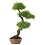 Pinus Thunbergii, 60 cm, ± 30 jaar oud