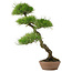 Pinus Thunbergii, 60 cm, ± 30 ans