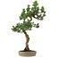 Pinus Thunbergii Kotobuki, 80 cm, ± 25 ans