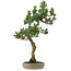 Pinus Thunbergii Kotobuki, 80 cm, ± 25 jaar oud