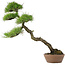 Pinus Thunbergii, 60 cm, ± 30 ans