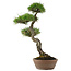 Pinus Thunbergii, 60 cm, ± 30 jaar oud