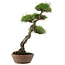 Pinus Thunbergii, 60 cm, ± 30 ans