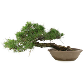 Pinus Thunbergii, 28 cm, ± 30 ans