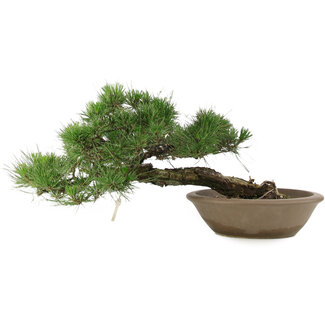 Pinus Thunbergii, 28 cm, ± 30 jaar oud
