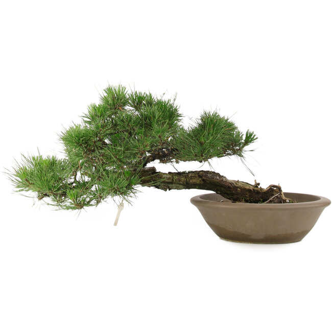 Pinus Thunbergii, 28 cm, ± 30 anni