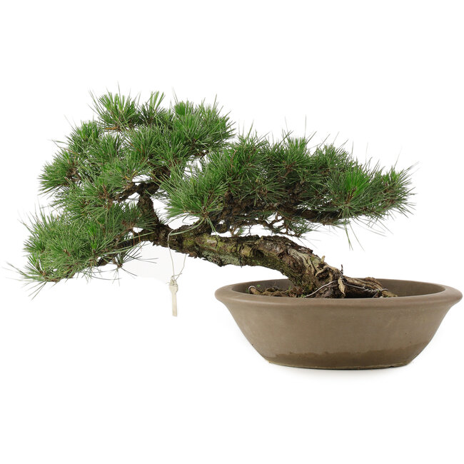 Pinus Thunbergii, 28 cm, ± 30 jaar oud