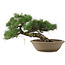 Pinus Thunbergii, 28 cm, ± 30 ans
