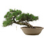 Pinus Thunbergii, 28 cm, ± 30 years old