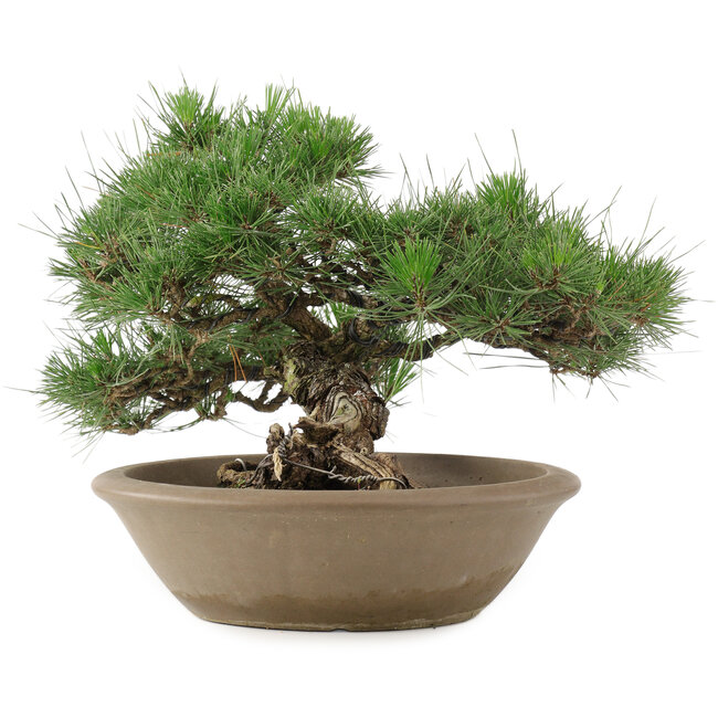 Pinus Thunbergii, 28 cm, ± 30 years old