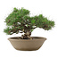 Pinus Thunbergii, 28 cm, ± 30 jaar oud