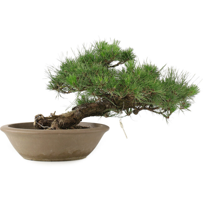 Pinus Thunbergii, 28 cm, ± 30 Jahre alt