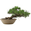 Pinus Thunbergii, 28 cm, ± 30 jaar oud