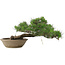 Pinus Thunbergii, 28 cm, ± 30 ans