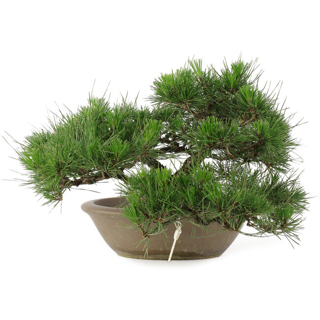 Pinus Thunbergii, 28 cm, ± 30 jaar oud